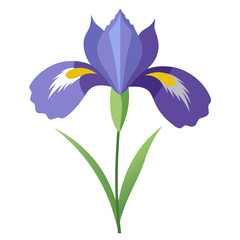 Naklejka premium iris pumila flower on white background