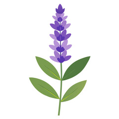 meadow sage flower on white background