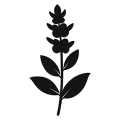 meadow sage flower silhouette on white background