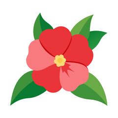 melastoma flower on white background