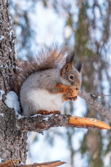 The squirrel with nut sits on tree in the winter or late autumn