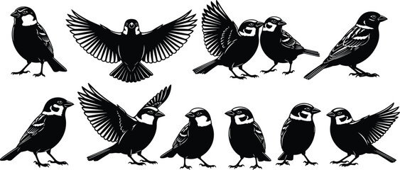 Silhouette collection of sparrow birds in various poses, flying, standing, perched, detailed vector illustration for wildlife design, nature artwork, and decoration