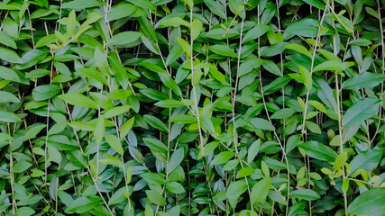 Vernonia elliptica or Lee Kuan Yew plant - in the morning sun. Beautiful leaves hanging down to decorate the wall.