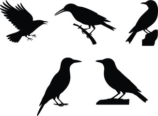 Fototapeta premium Set of black crow silhouettes, raven vector illustration, flying and perching bird collection, isolated wildlife, spooky Halloween symbols.