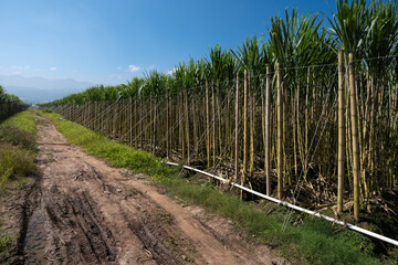 Obraz premium Lush Green Sugarcane Field Under Blue Sky Ready for Harvest