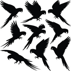 Obraz premium Parrot silhouettes set Vector