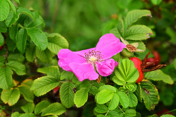 ハマナスのピンクの花と赤い実