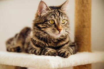 Striped fluffy is resting on a cozy couch. Pet.