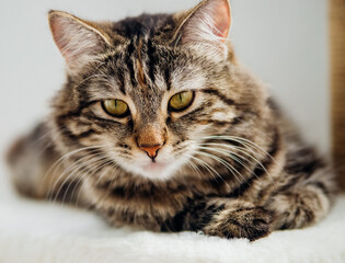 Portrait of a striped domestic cat. Close-up of a cat's face.