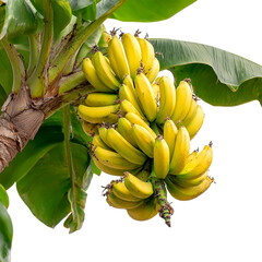 Bananas growing on tree Isolated transparent on white background