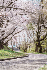 Naklejka premium Tendo Park or Maizuru Park with Sakura Cherry Blossom in Spring season, landmark popular for tourist attractions in Yamagata prefecture, Tohoku, Japan