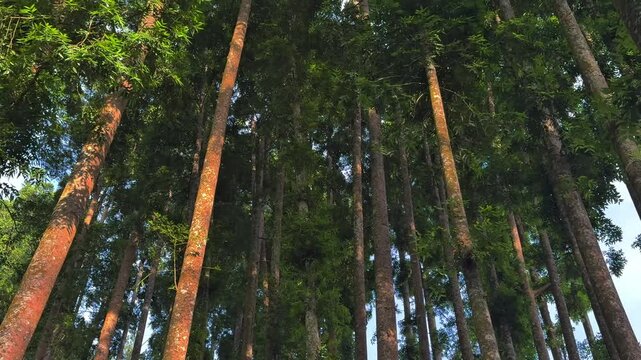 A low-angle view showcasing towering forest trees with vibrant green foliage reaching towards a clear blue sky. Excellent footage for themes of nature, outdoors, and environmental clips.