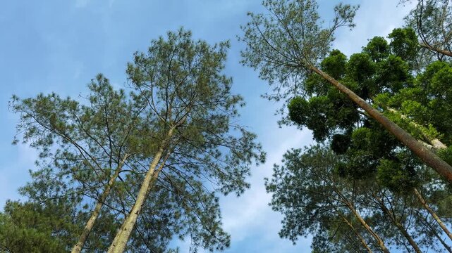 Looking up at a clear blue sky through a lush forest canopy of tall green trees and pine needles on a bright sunny day. Excellent footage for themes of nature, outdoors, and environmental clips.