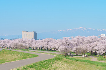 Kitakami Tenshochi Park with Sakura Cherry Blossom in Spring, Kitakami festival. Snow Iwate...