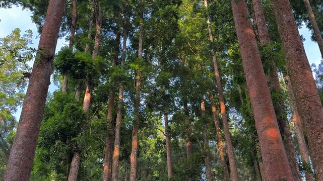 Sunlight filtering through the dense canopy of a tall majestic forest creating a serene natural woodland scene. Excellent footage for themes of nature, outdoors, and environmental clips.