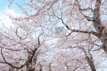Beautiful Sakura Cherry Blossom in Spring season. Goryokaku Tower park in Hakodate city, Hokkaido prefecture, Japan. famous Landmark, Japan Travel and Vacation destination