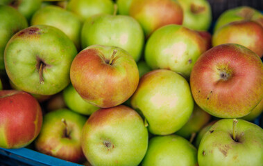 Ripe green apples, harvested in autumn. An orchard.