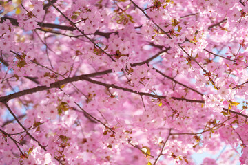 Fototapeta premium beautiful Spring day, Cherry blossom against blue sky in park, pink Sakura blooming in sunshine day. Japan Travel background, template and wallpaper for spring season and Hanami picnic