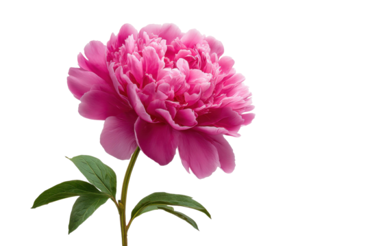 Vibrant pink peony flower with green leaves on black background bloom blossom, Isolated On White Background, Png Transparent