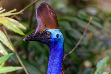 Detail of head of a female Southern Cassowary, Atherton Tableland, Far North Queensland, Australia