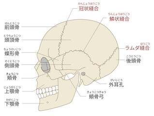 横から見た頭蓋骨の解剖学的な構造図（教育、医療用途向け 日本語解説） © sumaki