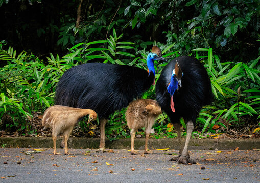 Family of Southern Cassowaries on the Atherton Tableland, North Queensland, Australia.