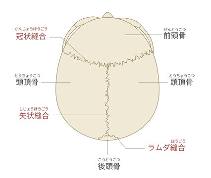 上から見た頭蓋骨の解剖学的な構造図（教育、医療用途向け 日本語解説）