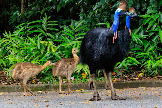 Family of Southern Cassowaries on the Atherton Tableland, North Queensland, Australia.