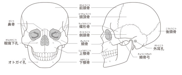白黒印刷用　正面と横から見た頭蓋骨の解剖学的な構造図（教育、医療用途向け 日本語解説）
