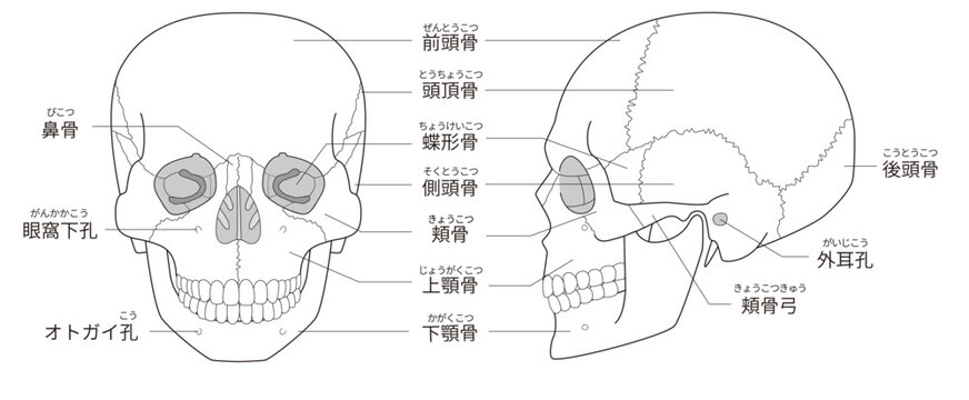 白黒印刷用　正面と横から見た頭蓋骨の解剖学的な構造図（教育、医療用途向け 日本語解説）