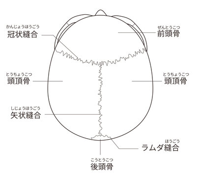 白黒印刷用　上から見た頭蓋骨の解剖学的な構造図（教育、医療用途向け 日本語解説）