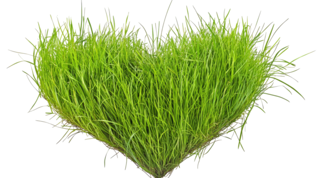 Lush green grass arranged in precise heart shape with vibrant natural texture and fresh organic detail clearly displayed isolated on white background - Powered by Adobe