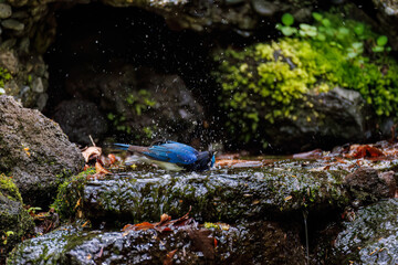 Fototapeta premium オオルリ, Blue-and-white Flycatcher, Cyanoptila cyanomelana, ヒタキ科, 山梨県富士吉田市大洞の水場-2025 山中湖の別荘地内にある水場。 崖から美しい清水が湧くポイントで、古くから登山者が水を飲んだり、野鳥が水浴びをしたりする。 
