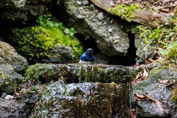 オオルリ, Blue-and-white Flycatcher, Cyanoptila cyanomelana, ヒタキ科,
山梨県富士吉田市大洞の水場-2025
山中湖の別荘地内にある水場。
崖から美しい清水が湧くポイントで、古くから登山者が水を飲んだり、野鳥が水浴びをしたりする。
