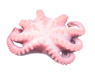 Octopus isolated on white background