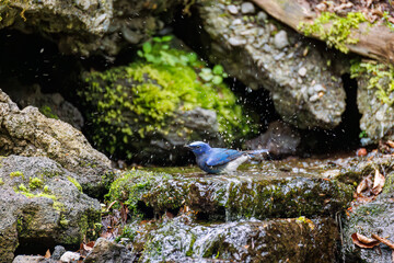 オオルリ, Blue-and-white Flycatcher, Cyanoptila cyanomelana, ヒタキ科,
山梨県富士吉田市大洞の水場-2025
山中湖の別荘地内にある水場。
崖から美しい清水が湧くポイントで、古くから登山者が水を飲んだり、野鳥が水浴びをしたりする。
