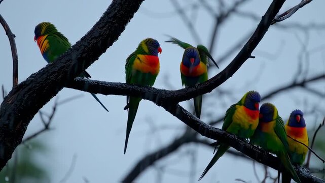 Rainbow Lorikeets Perched on Charred Branch after Fire, Colorful Birds in Wild