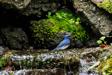 オオルリ, Blue-and-white Flycatcher (Cyanoptila cyanomelana), ヒタキ科,
山梨県富士吉田市大洞の水場-2025
山中湖の別荘地内にある水場。
崖から美しい清水が湧くポイントで、古くから登山者が水を飲んだり、野鳥が水浴びをしたりする。

