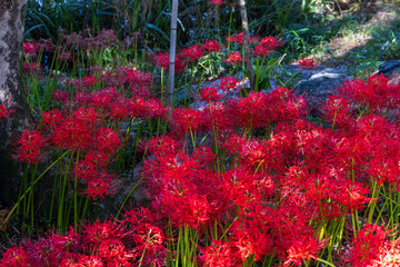 石畳の小道と木陰に広がる真紅の彼岸花の秋風景