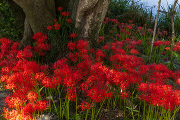 秋の公園で咲き誇る真紅の彼岸花と大木の風景