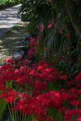 秋の公園で咲き誇る真紅の彼岸花と大木の風景