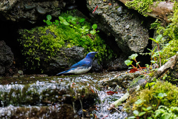 オオルリ, Blue-and-white Flycatcher (Cyanoptila cyanomelana), ヒタキ科,
山梨県富士吉田市大洞の水場-2025
山中湖の別荘地内にある水場。
崖から美しい清水が湧くポイントで、古くから登山者が水を飲んだり、野鳥が水浴びをしたりする。
