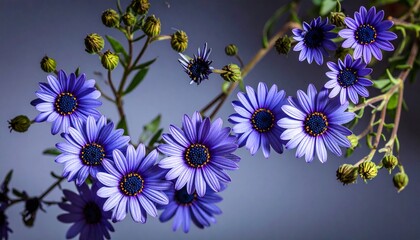 aster, dahlia flowers macro and creative texture