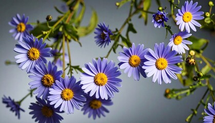 aster, dahlia flowers macro and creative texture