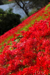 川沿いに咲き誇る赤い彼岸花の群生と秋の自然風景