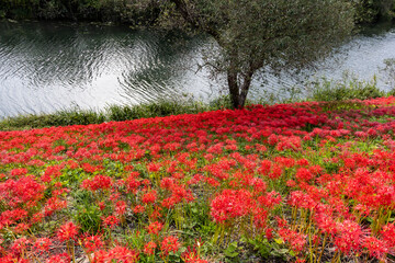 岐阜県津屋川の河川敷を真っ赤に染める彼岸花群生と川の風景


