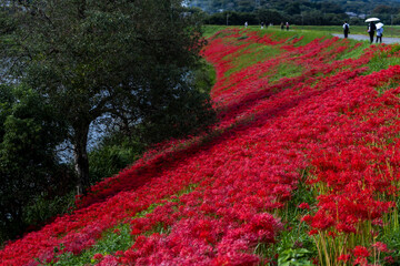岐阜県津屋川の河川敷を真っ赤に染める彼岸花群生と川の風景

