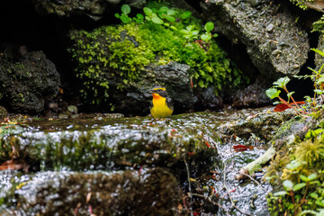 Obraz premium キビタキ, Narcissus Flycatcher, Ficedula narcissina, ヒタキ科 山梨県富士吉田市大洞の水場-2025 山中湖の別荘地内にある水場。 崖から美しい清水が湧くポイントで、古くから登山者が水を飲んだり、野鳥が水浴びをしたりする。 