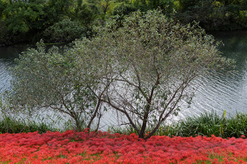 川沿いに咲き誇る赤い彼岸花の群生と秋の自然風景