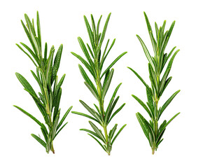 Fototapeta premium Three fresh sprigs of aromatic green rosemary on a black background